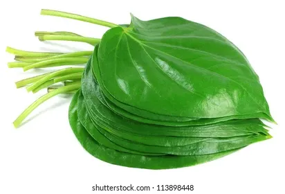 popular-edible-betel-leaf-indian-260nw-113898448.webp