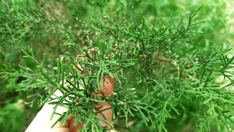 20250430_161217.jpg