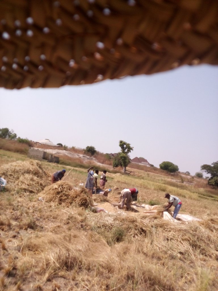 Harvesting my rice from the farm before the end of the year and making sure it is clean 