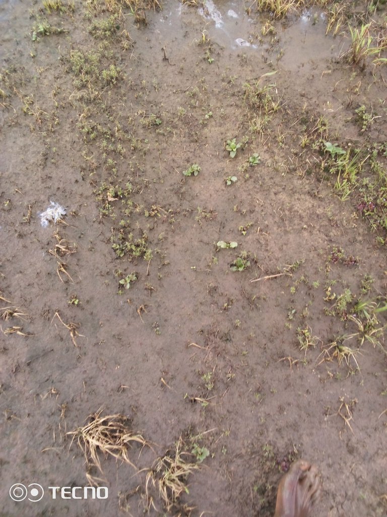 IMG_20230729_102519_490.jpg