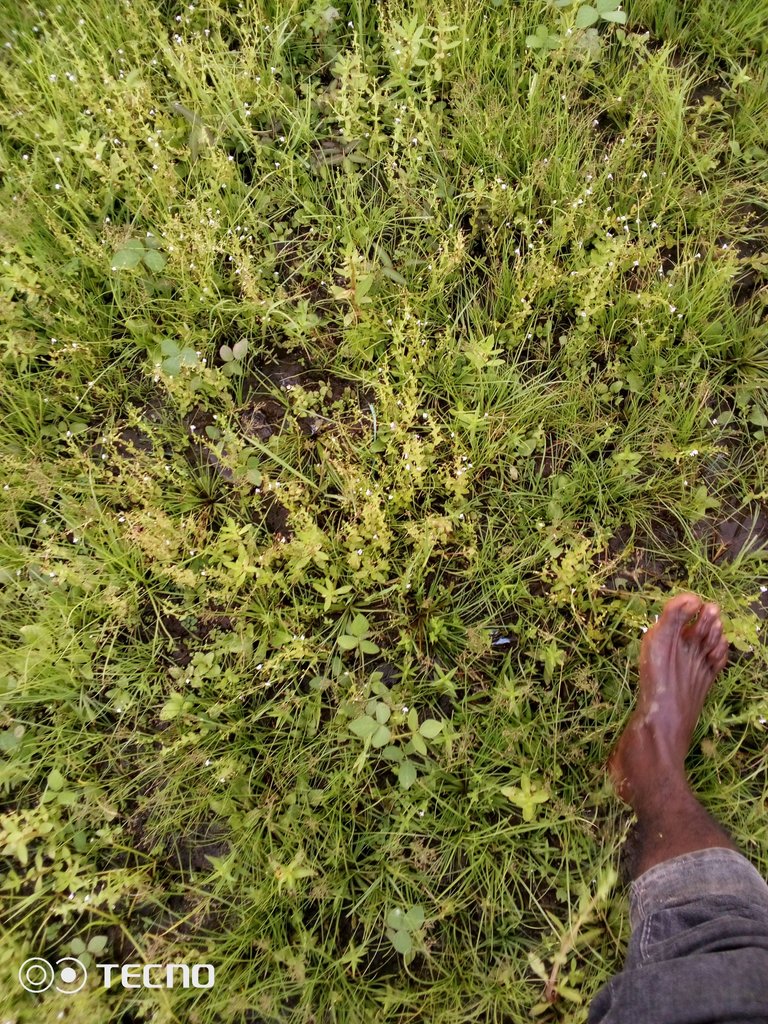 IMG_20230729_102546_389.jpg