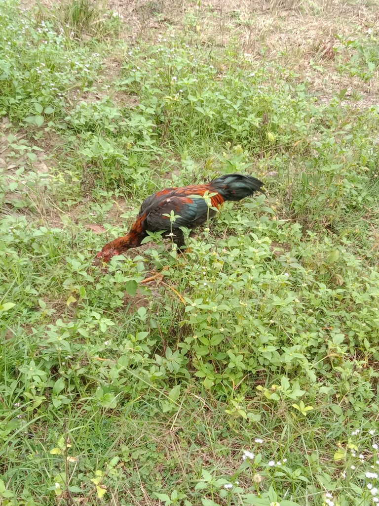 IMG_20250406_160549.jpg