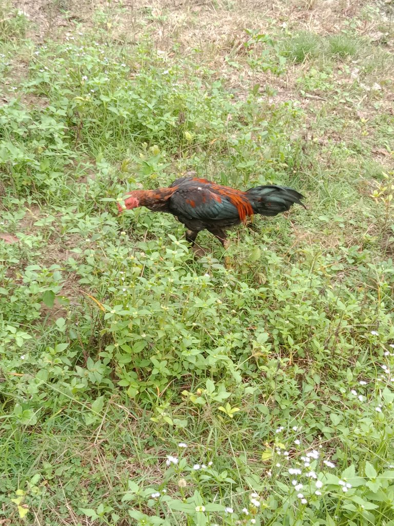 IMG_20250406_160547.jpg