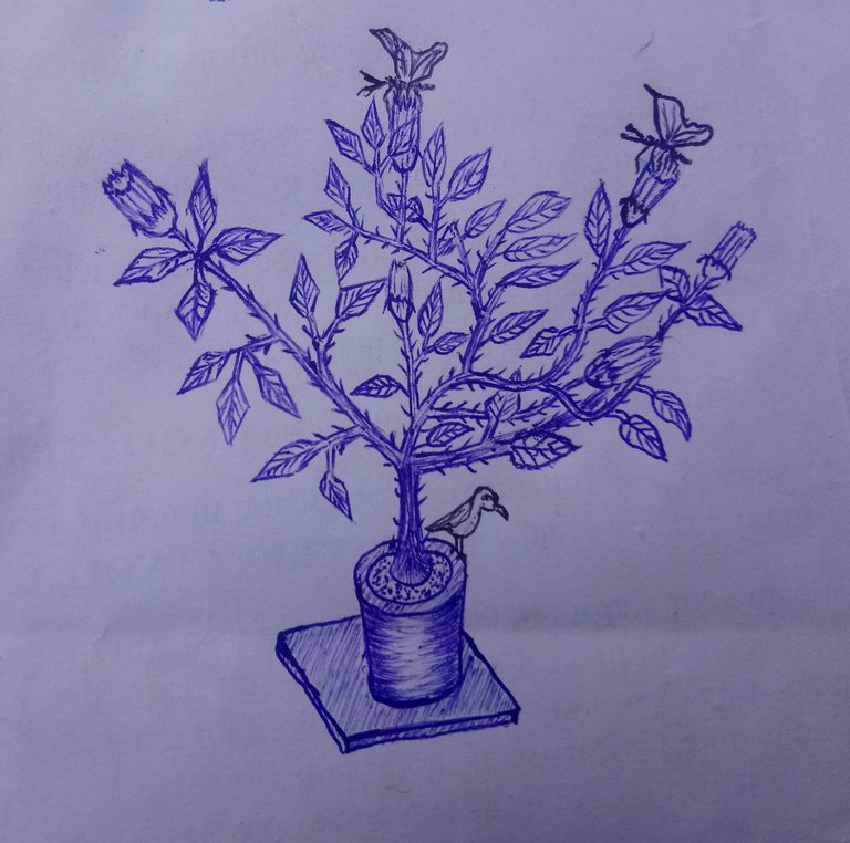 _20250416_175056.JPG