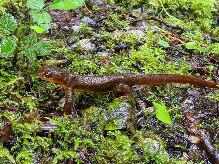 roughSkinnedNewt.jpg