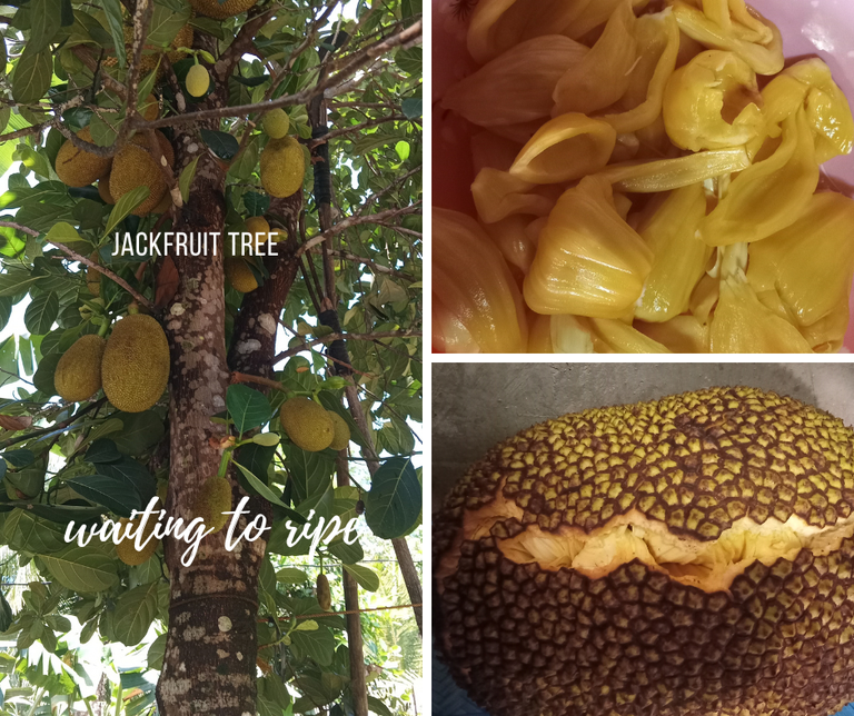 jackfruit tree.png
