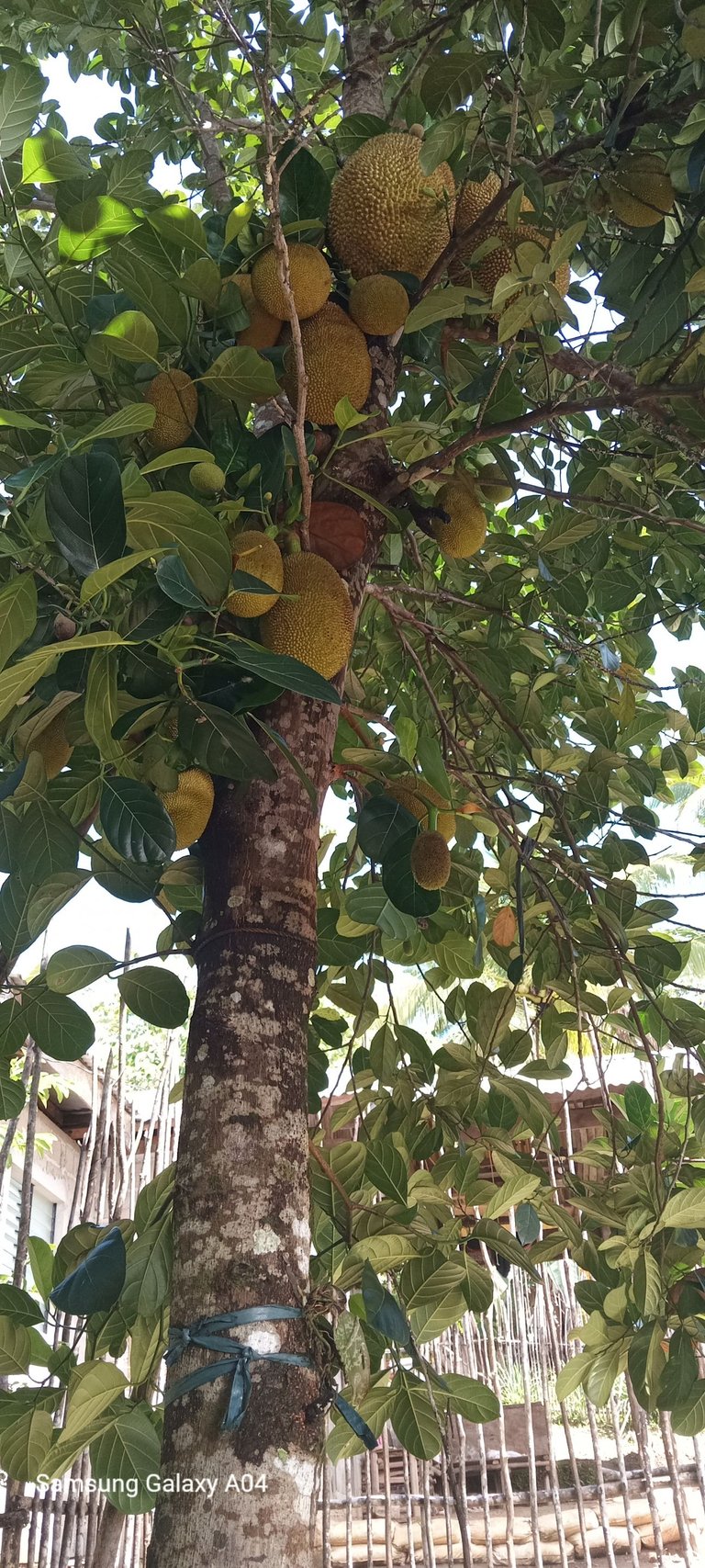giluto nga nangka.jpg