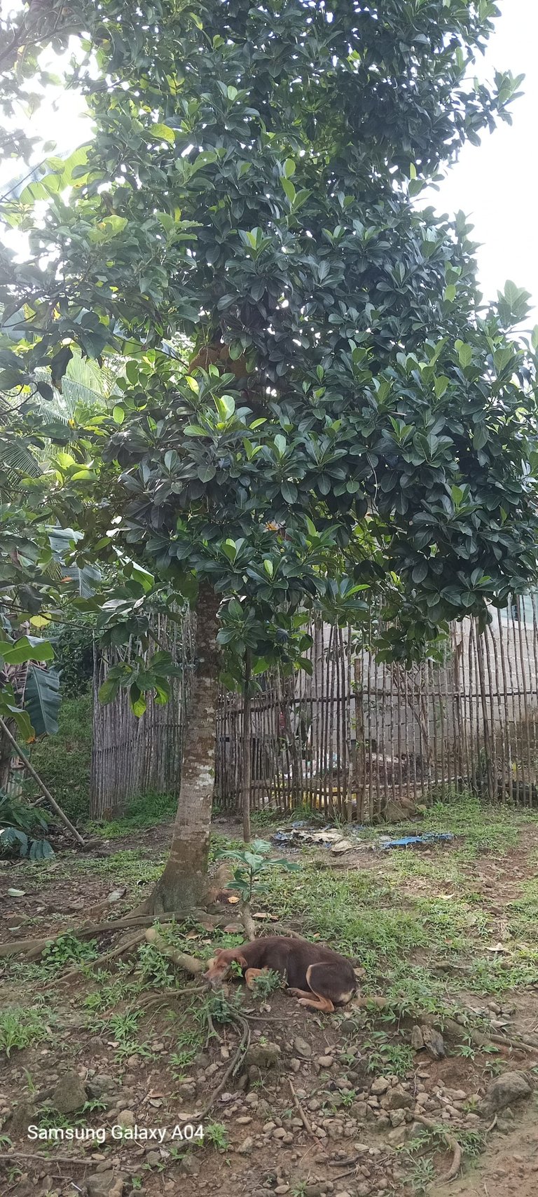 punuan sa nangka nga gi pic sa gwas nan kusina.jpg