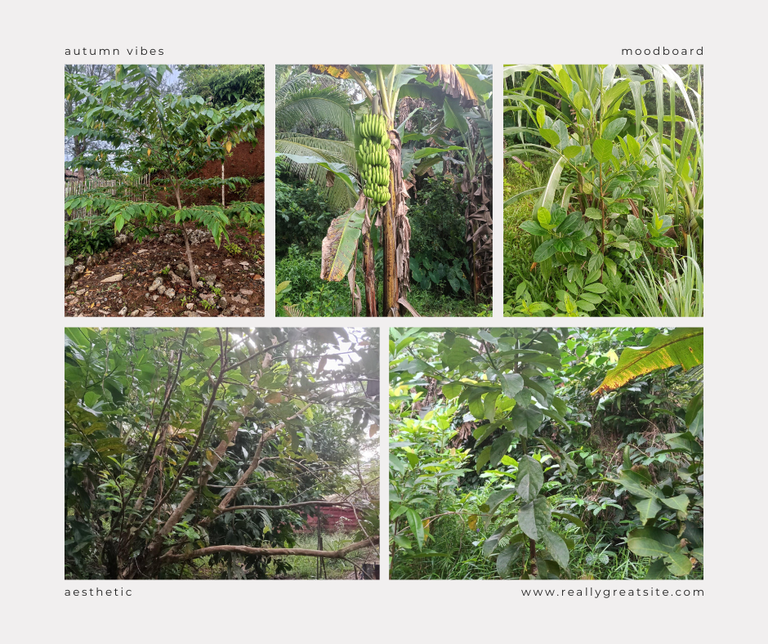 MANSANITAS(LITTLE APPLE TREE.png
