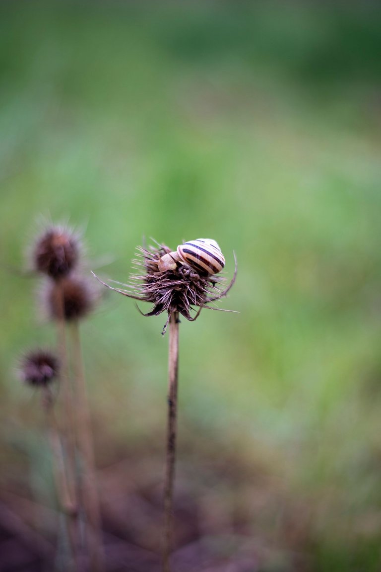 a9820.jpg