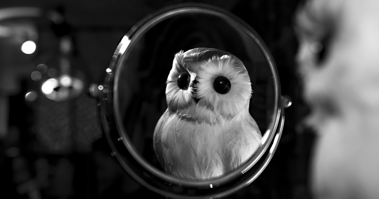 owl mirror.png