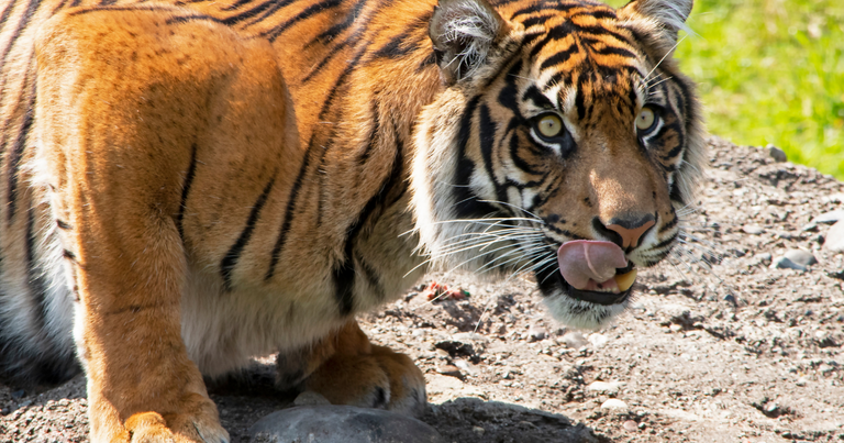 tiger licking lips.png