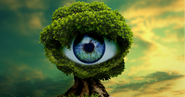 tree eye.png
