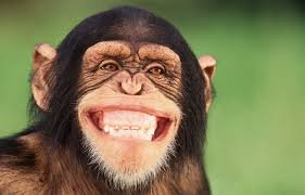monkey huge smile.jpg