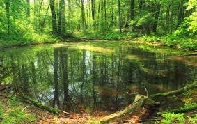 pond forest.jpg
