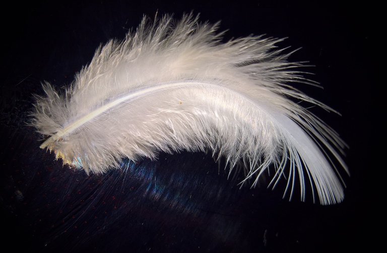 feather-1894773_1280.jpg