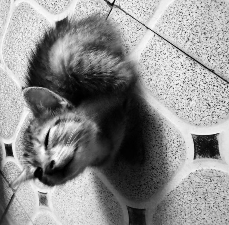 Yesterday, today, and little Miss Kitten.