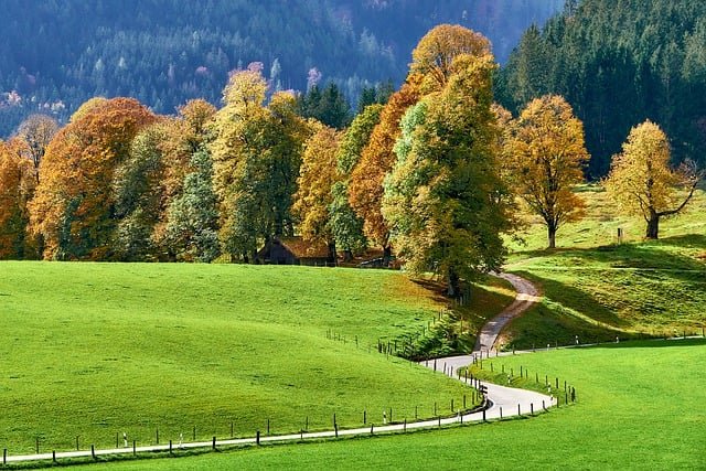 Beautiful road with trees