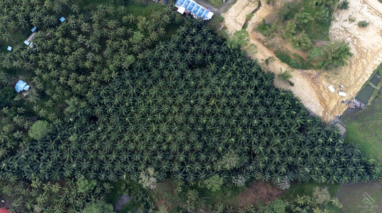 palm oil.jpg
