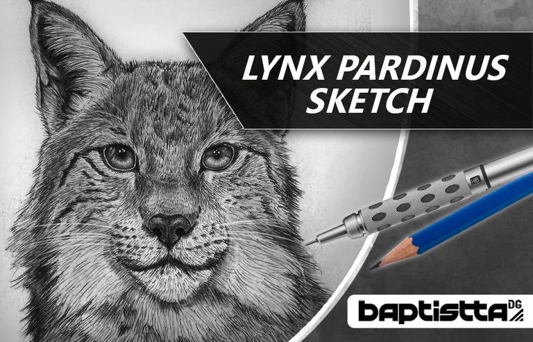 Lynx Pardinus sketch.jpg