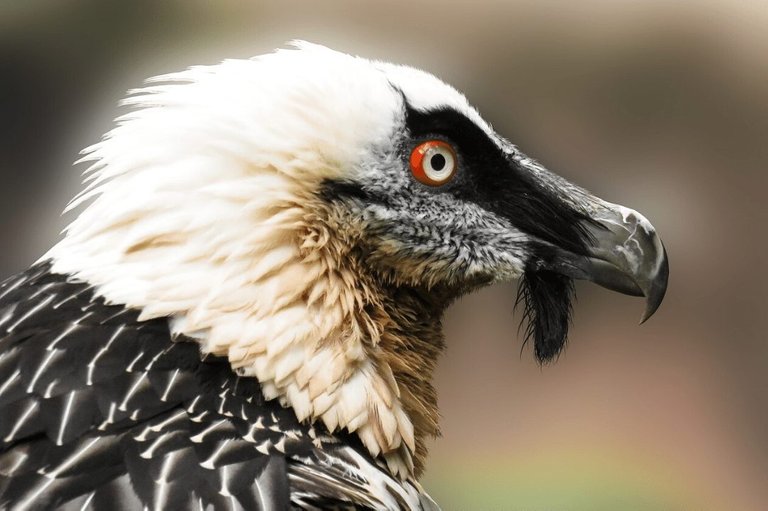closeup-of-a-bearded-vulture.jpg