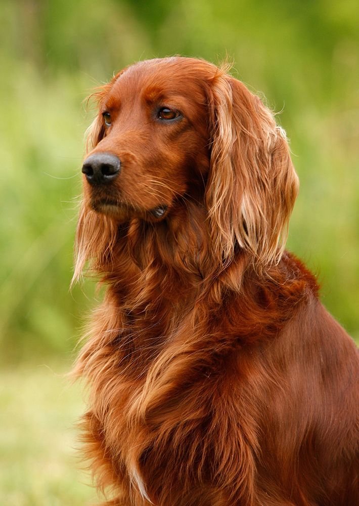 Irish Setter.jpg