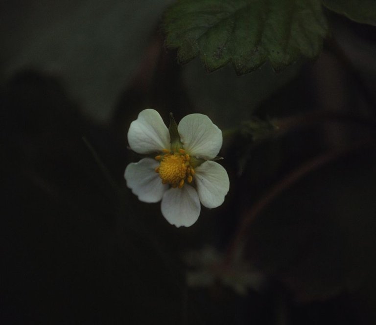 Flor de frutilla.jpg