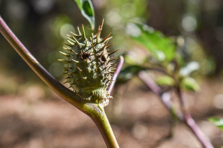 datura.jpg