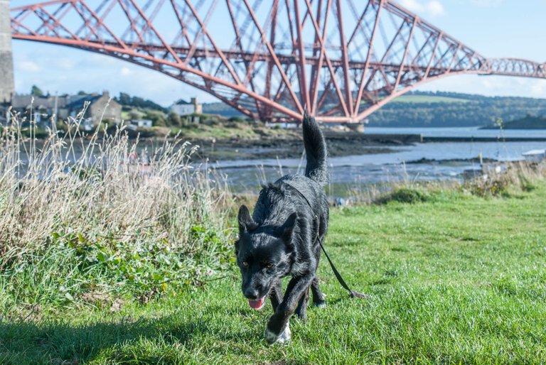 ForthBridges--11.jpg