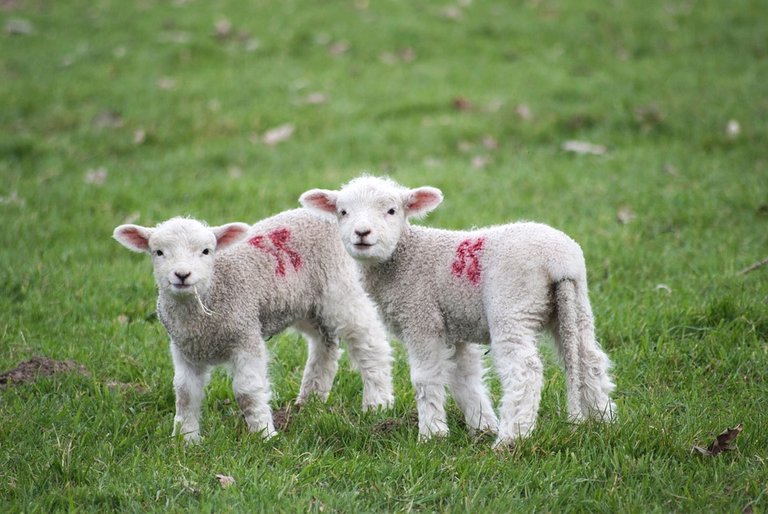 lamb-2588067_960_720.jpg