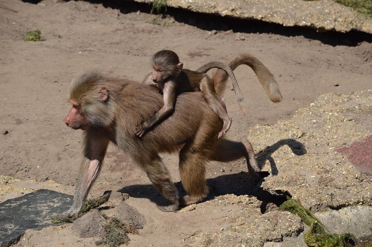 Schlimmer gehts IMMER! - Wirtschaftsunternehmen ZOO 