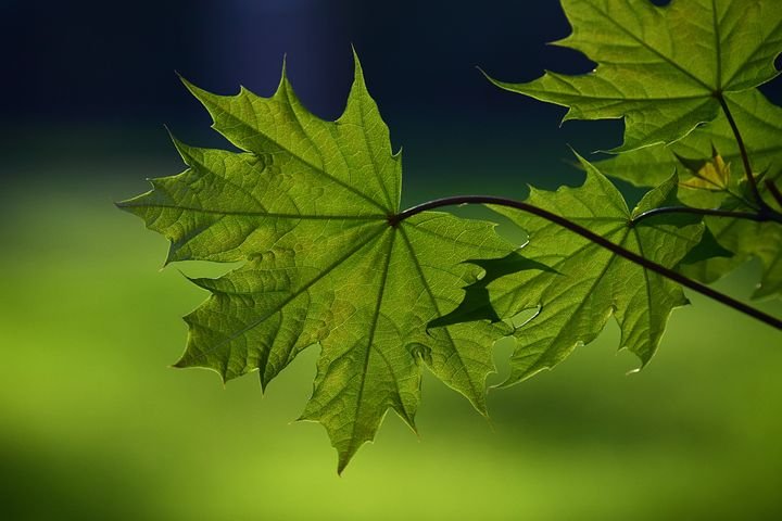 leaf-3332373__480.jpg