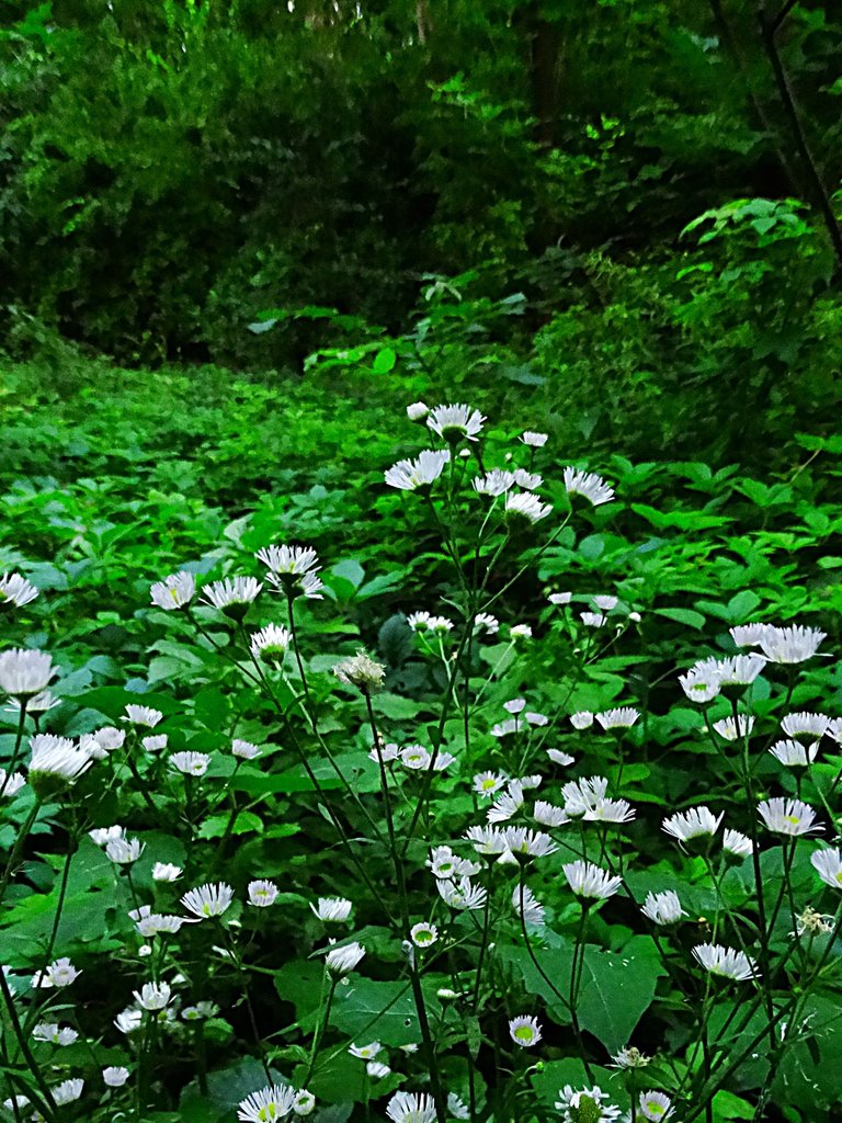 DSC07759.JPG