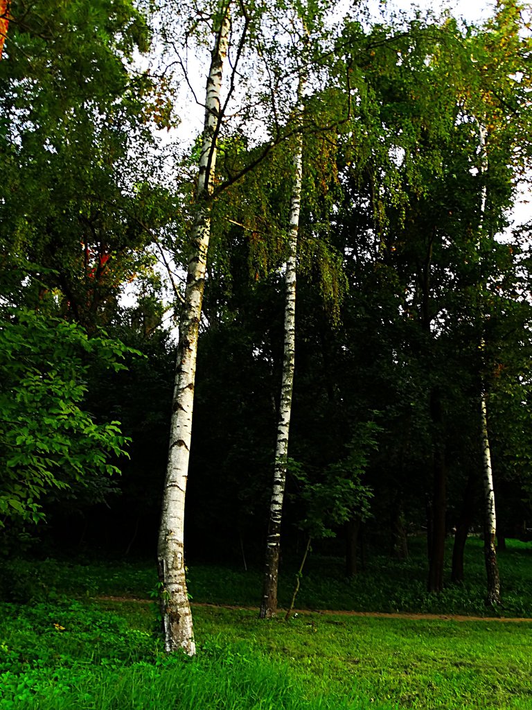 DSC07738.JPG