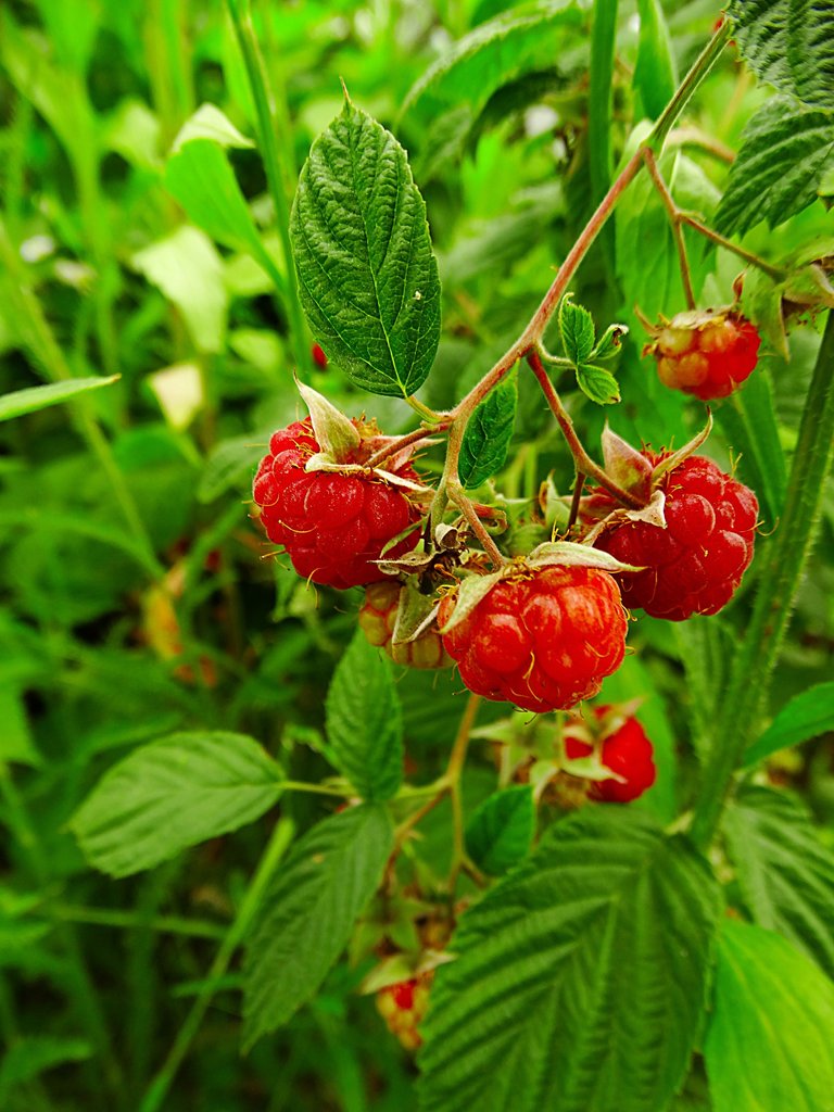 DSC07483.JPG