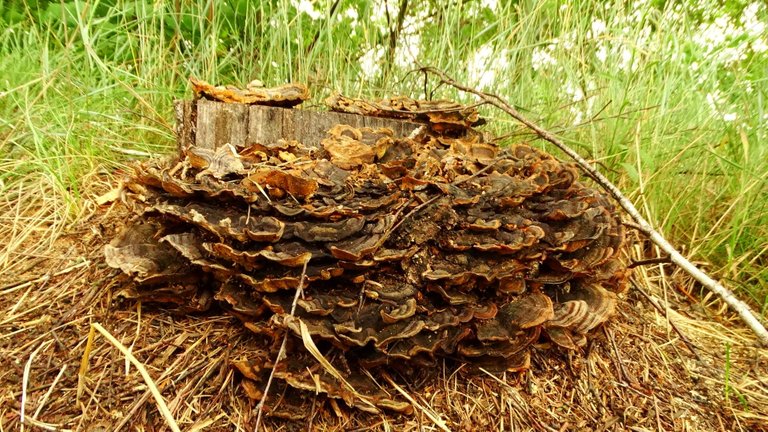 Tribute to the ancestors - A trip to the village - Part nin  - Giant ant mushroom.