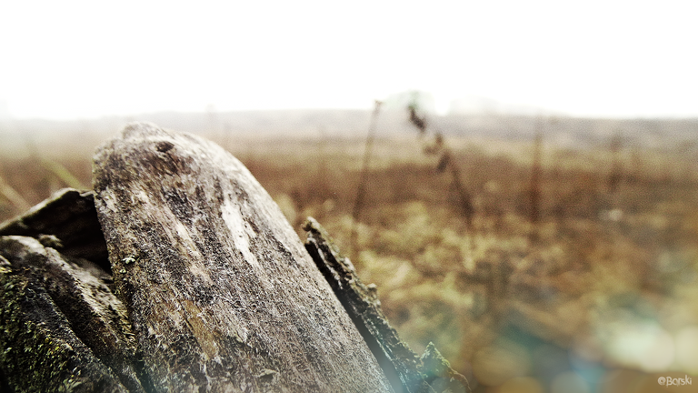 1artDSC02336.png