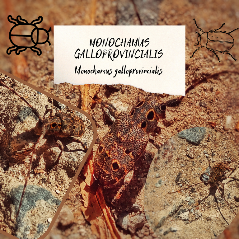 Monochamus galloprovincialis.png