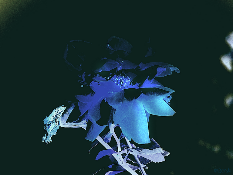 1gaDSC09382.png