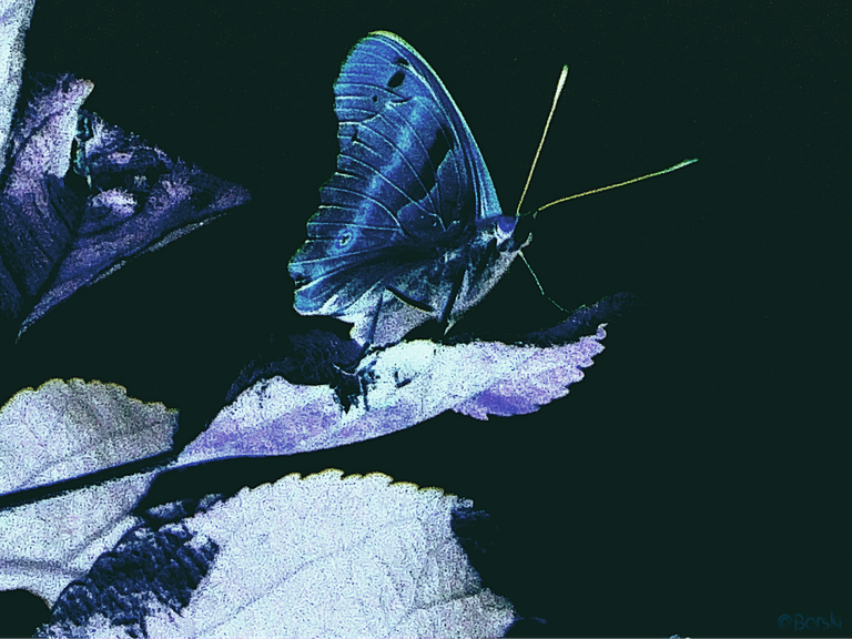 1gaDSC06203.png