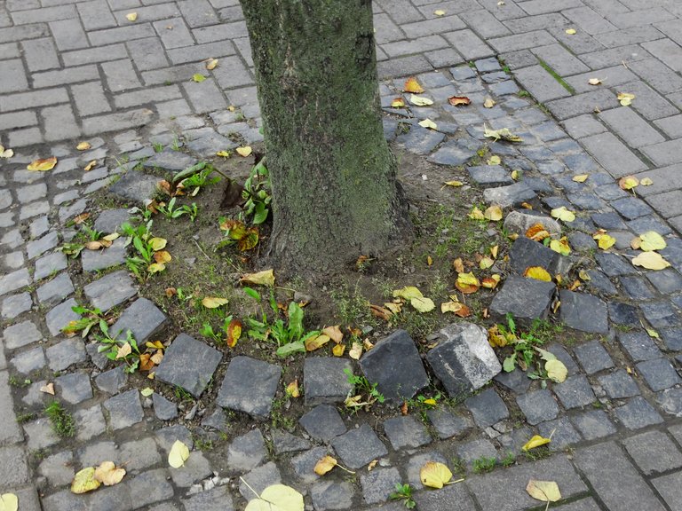 DSC07401.JPG