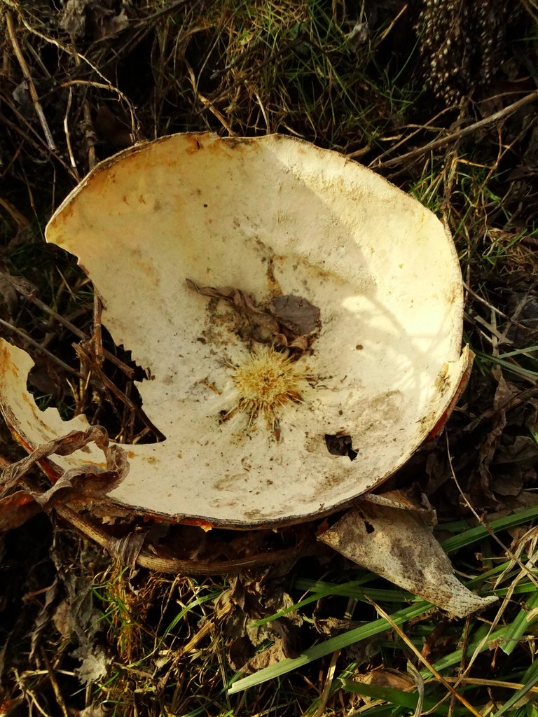 DSC09538 1.JPG