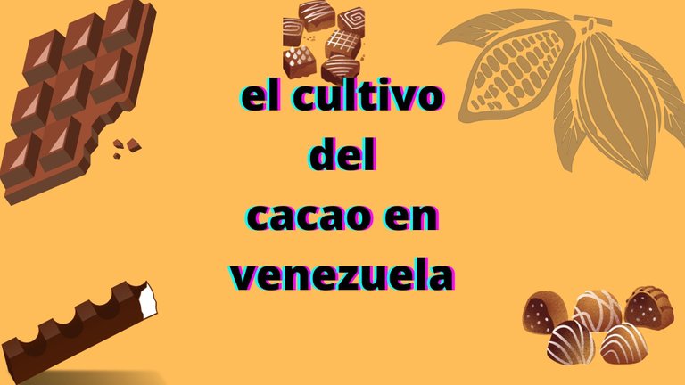 el cultivo del cacao en venezuela.jpg