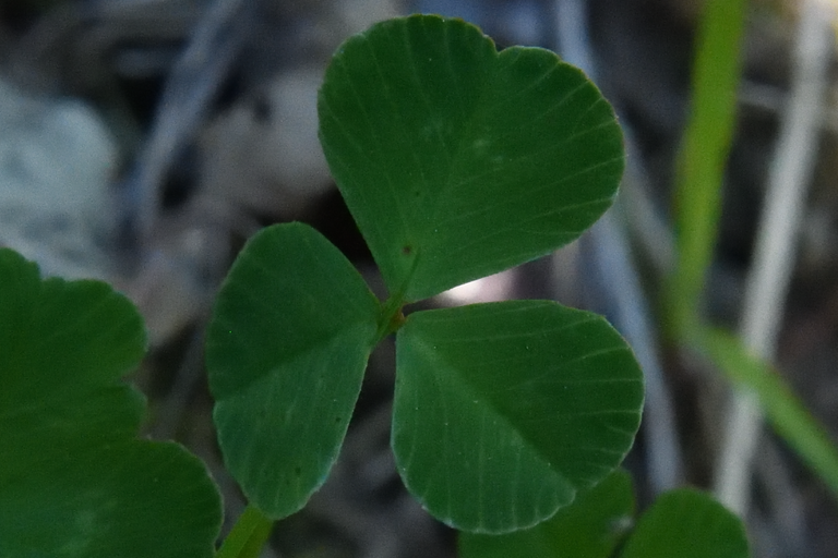 Clover