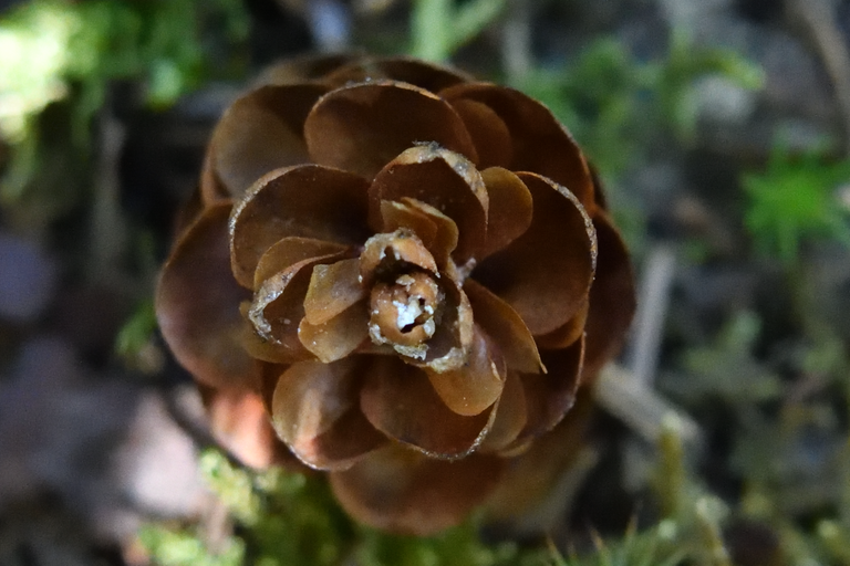 Pine cone