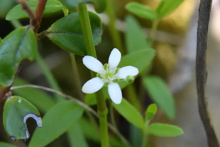 Tiny white flower