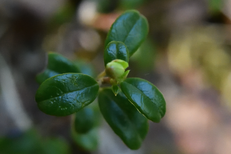 Small waxy green leafs