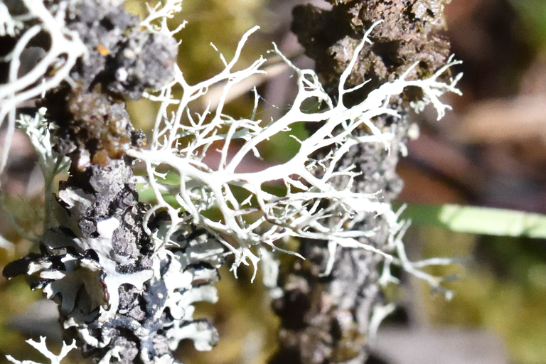 Coral moss