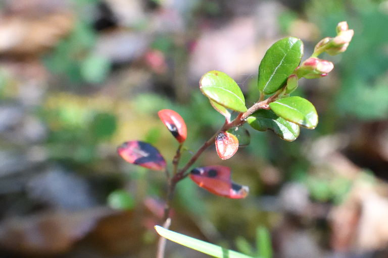 Small leafs