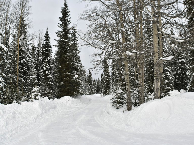 In and out driveway view